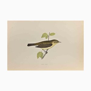 Alexander Francis Lydon, Chiff Chaff, Woodcut Print, 1870-ZCI-1759081