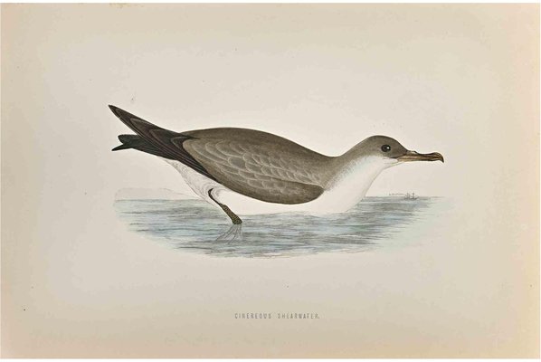 Alexander Francis Lydon, Cinereous Shearwater, Woodcut Print, 1870-ZCI-1759065