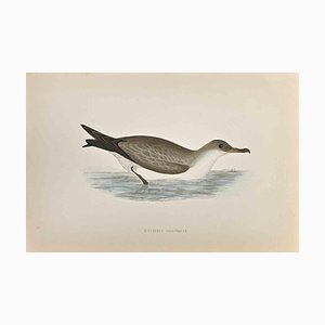 Alexander Francis Lydon, Cinereous Shearwater, Woodcut Print, 1870-ZCI-1759065