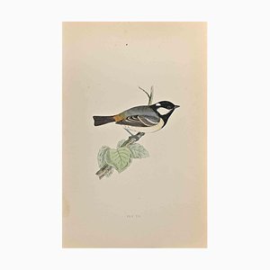 Alexander Francis Lydon, Cole Tit, Woodcut Print, 1870-ZCI-1759028