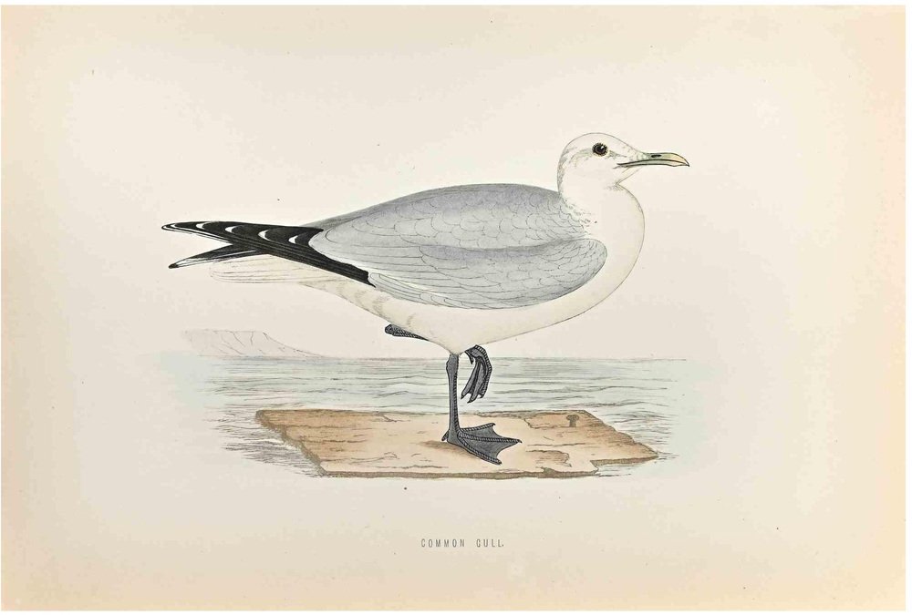 Alexander Francis Lydon, Common Gull, Woodcut Print, 1870