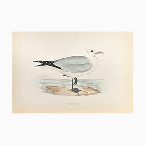 Alexander Francis Lydon, Common Gull, Woodcut Print, 1870-ZCI-1759125