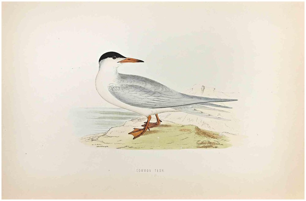 Alexander Francis Lydon, Common Tern, Woodcut Print, 1870