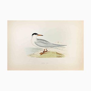 Alexander Francis Lydon, Common Tern, Woodcut Print, 1870-ZCI-1759019