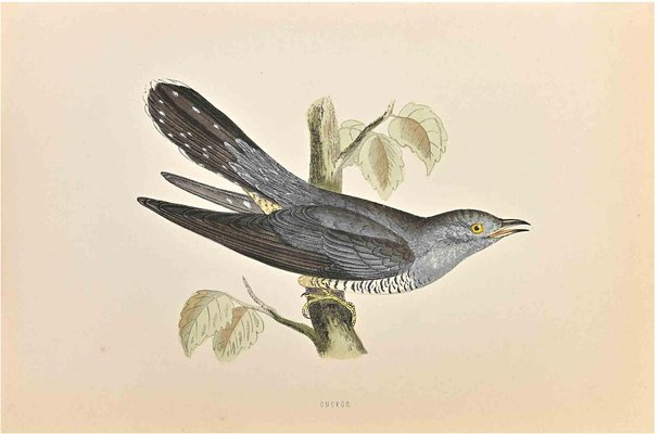 Alexander Francis Lydon, Cuckoo, Woodcut Print, 1870-ZCI-1759077