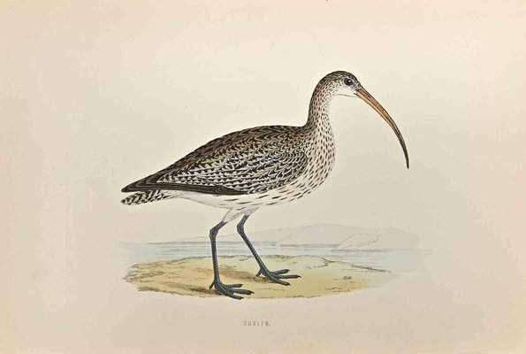 Alexander Francis Lydon, Curlew, Woodcut Print, 1870-ZCI-1403478