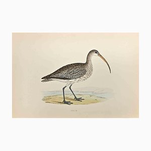 Alexander Francis Lydon, Curlew, Woodcut Print, 1870-ZCI-1403478