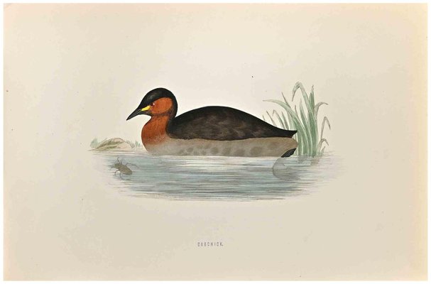 Alexander Francis Lydon, Dabchick, Woodcut Print, 1870-ZCI-1759085