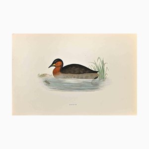 Alexander Francis Lydon, Dabchick, Woodcut Print, 1870-ZCI-1759085