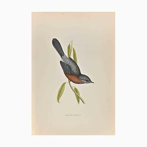 Alexander Francis Lydon, Dartford Warbler, Woodcut Print, 1870-ZCI-1759124