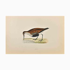 Alexander Francis Lydon, Dunlin, Woodcut Print, 1870-ZCI-1758980