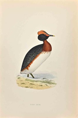 Alexander Francis Lydon, Dusky Grebe, Woodcut Print, 1870-ZCI-1403490