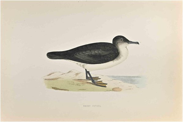 Alexander Francis Lydon, Dusky Petrel, Woodcut Print, 1870-ZCI-1759022