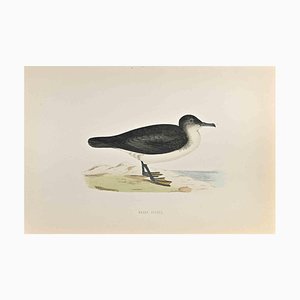 Alexander Francis Lydon, Dusky Petrel, Woodcut Print, 1870-ZCI-1759022