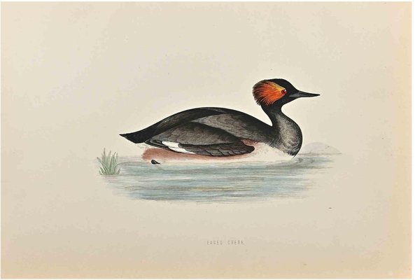 Alexander Francis Lydon, Eared Grebe, Woodcut Print, 1870-ZCI-1759101