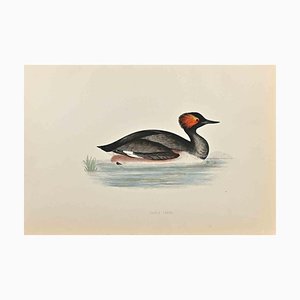 Alexander Francis Lydon, Eared Grebe, Woodcut Print, 1870-ZCI-1759101