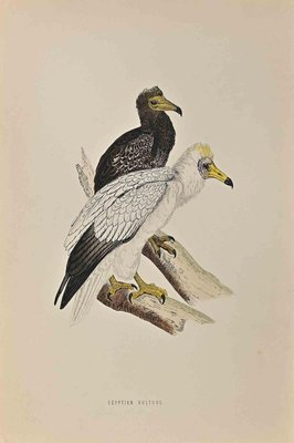 Alexander Francis Lydon, Egyptian Vulture, Woodcut Print, 1870-ZCI-1394325