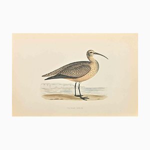 Alexander Francis Lydon, Esquimaux Curlew, Woodcut Print, 1870-ZCI-1758974