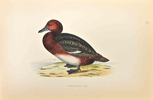 Alexander Francis Lydon, Ferruginous Duck, Woodcut Print, 1870-ZCI-1759034