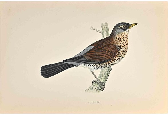 Alexander Francis Lydon, Fieldfare, Woodcut Print, 1870-ZCI-1759021