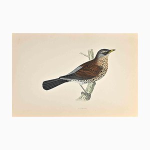 Alexander Francis Lydon, Fieldfare, Woodcut Print, 1870-ZCI-1759021