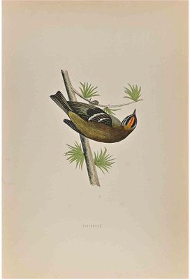 Alexander Francis Lydon, Firecrest, Woodcut Print, 1870-ZCI-1759073