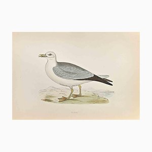 Alexander Francis Lydon, Fulmar, Woodcut Print, 1870-ZCI-1759136