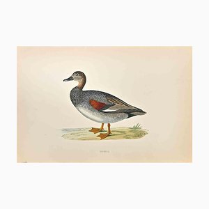 Alexander Francis Lydon, Gadwall, Woodcut Print, 1870-ZCI-1758954