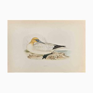 Alexander Francis Lydon, Gannet, Woodcut Print, 1870-ZCI-1759128