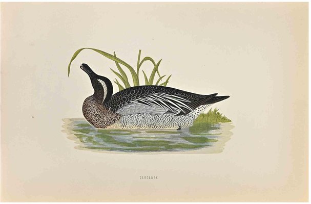 Alexander Francis Lydon, Garganey, Woodcut Print, 1870-ZCI-1759079