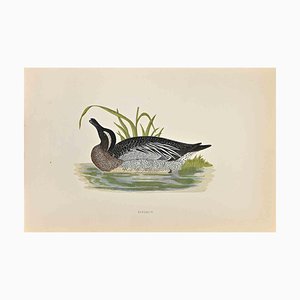 Alexander Francis Lydon, Garganey, Woodcut Print, 1870-ZCI-1759079