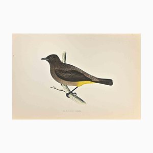 Alexander Francis Lydon, Gold-Vented Thrush, Woodcut Print, 1870-ZCI-2024894