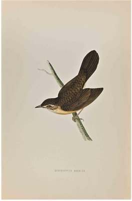 Alexander Francis Lydon, Grasshopper Warbler, Woodcut Print, 1870-ZCI-1758938