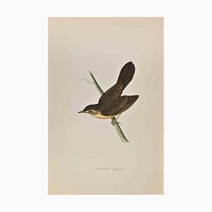 Alexander Francis Lydon, Grasshopper Warbler, Woodcut Print, 1870-ZCI-1758938