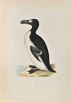 Alexander Francis Lydon, Great Auk, Woodcut Print, 1870-ZCI-1416591