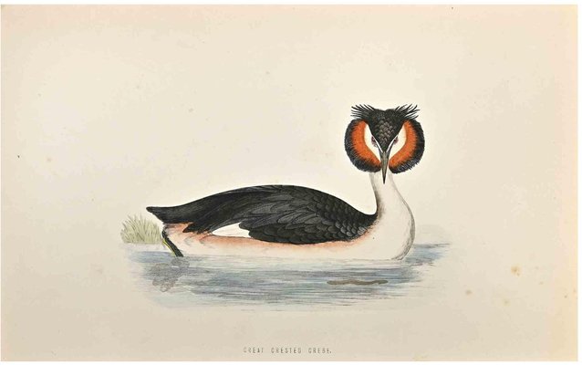 Alexander Francis Lydon, Great Crested Grebe, Woodcut Print, 1870-ZCI-1759074