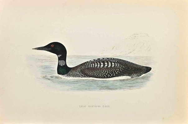 Alexander Francis Lydon, Great Northern Diver, Woodcut Print, 1870-ZCI-1403516