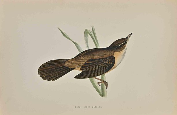 Alexander Francis Lydon, Great Sedge Warbler, Woodcut Print, 1870-ZCI-1372517