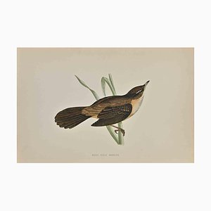 Alexander Francis Lydon, Great Sedge Warbler, Woodcut Print, 1870-ZCI-1372517