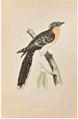 Alexander Francis Lydon, Great Spotted Cuckoo, Woodcut Print, 1870-ZCI-1759086