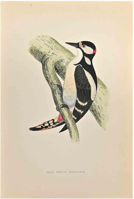 Alexander Francis Lydon, Great Spotted Wodpecker, Woodcut Print, 1870-ZCI-1759063