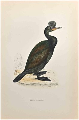 Alexander Francis Lydon, Green Cormorant, Woodcut Print, 1870-ZCI-1759054