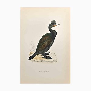 Alexander Francis Lydon, Green Cormorant, Woodcut Print, 1870-ZCI-1759054