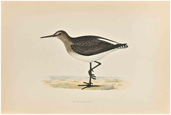 Alexander Francis Lydon, Green Sandpiper, Woodcut Print, 1870-ZCI-1758988