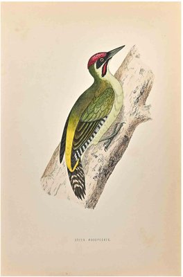 Alexander Francis Lydon, Green Woodpecker, Woodcut Print, 1870-ZCI-1759025