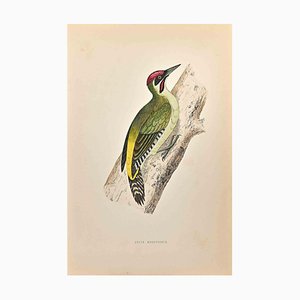 Alexander Francis Lydon, Green Woodpecker, Woodcut Print, 1870-ZCI-1759025