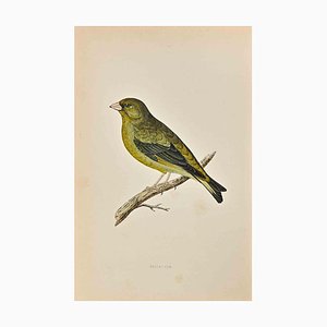 Alexander Francis Lydon, Greenfinch, Woodcut Print, 1870-ZCI-1758953