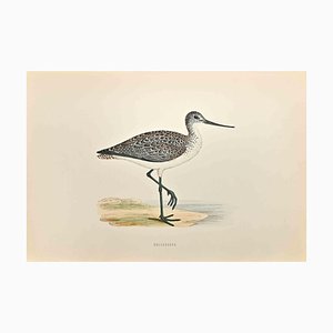 Alexander Francis Lydon, Greenshank, Woodcut Print, 1870-ZCI-1760371