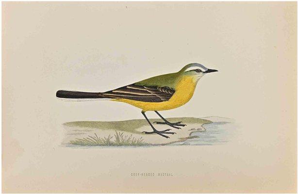 Alexander Francis Lydon, Grey-Headed Wagtail, Woodcut Print, 1870-ZCI-1759035