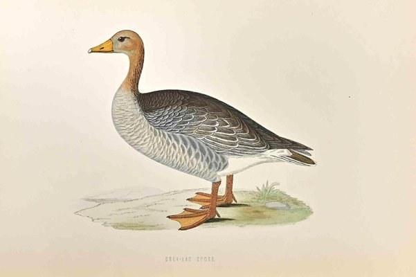 Alexander Francis Lydon, Grey-Lag Goose, Woodcut Print, 1870-ZCI-1405713